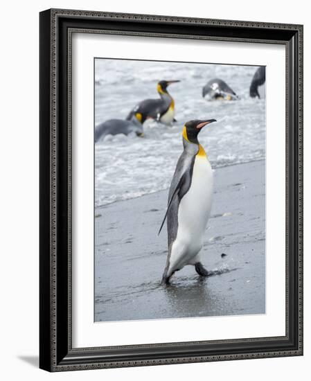 King Penguin rookery on Salisbury Plain in the Bay of Isles. South Georgia Island-Martin Zwick-Framed Photographic Print