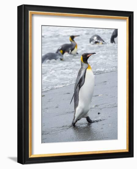 King Penguin rookery on Salisbury Plain in the Bay of Isles. South Georgia Island-Martin Zwick-Framed Photographic Print