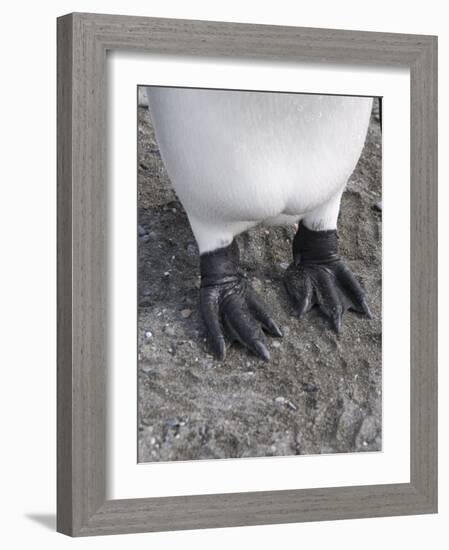 King Penguin's Feet, St. Andrews Bay, South Georgia, South Atlantic-Robert Harding-Framed Photographic Print