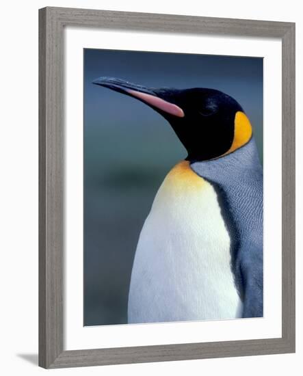 King Penguin, South Georgia Island, Antarctica-Art Wolfe-Framed Photographic Print