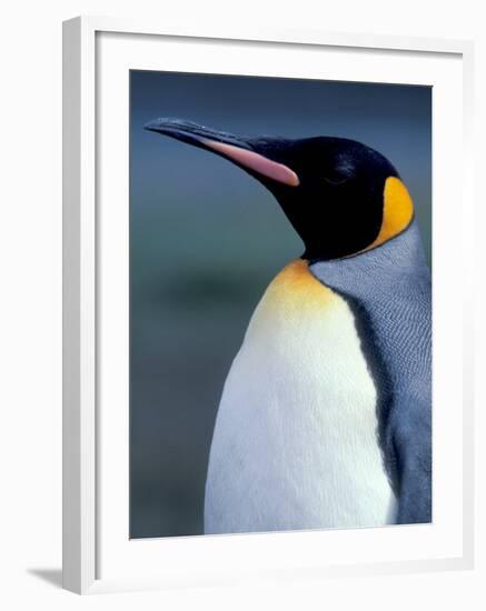 King Penguin, South Georgia Island, Antarctica-Art Wolfe-Framed Photographic Print