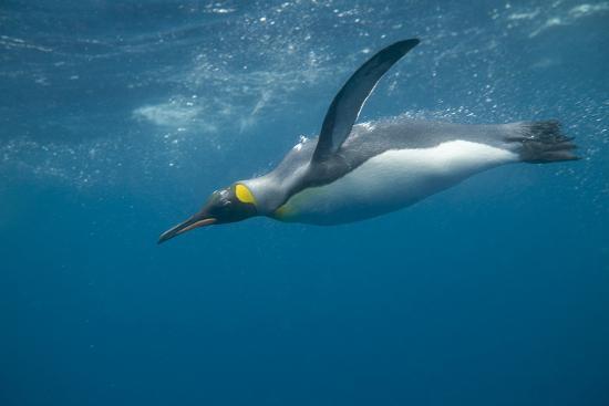 King Penguin Swimming' Photographic Print - DLILLC | Art.com