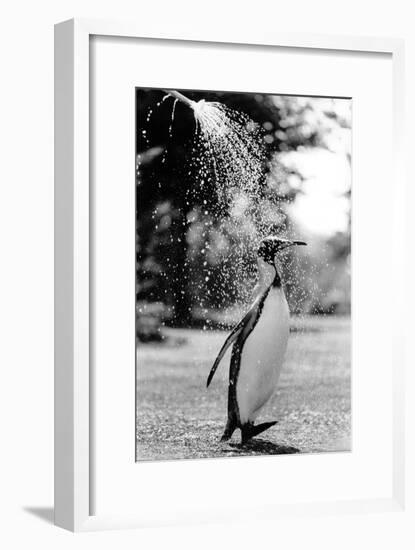 King Penguin Takes a Shower-Associated Newspapers-Framed Photo