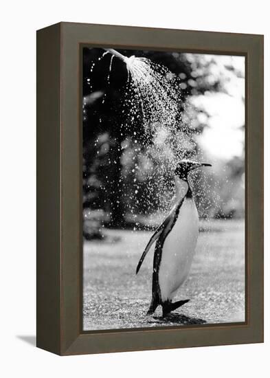 King Penguin Takes a Shower-Associated Newspapers-Framed Stretched Canvas