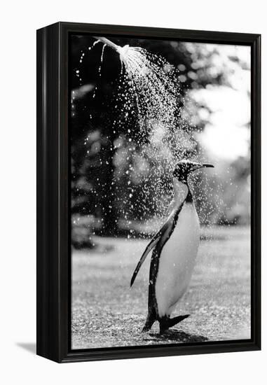 King Penguin Takes a Shower-Associated Newspapers-Framed Stretched Canvas