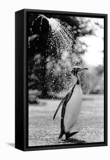 King Penguin Takes a Shower-Associated Newspapers-Framed Stretched Canvas