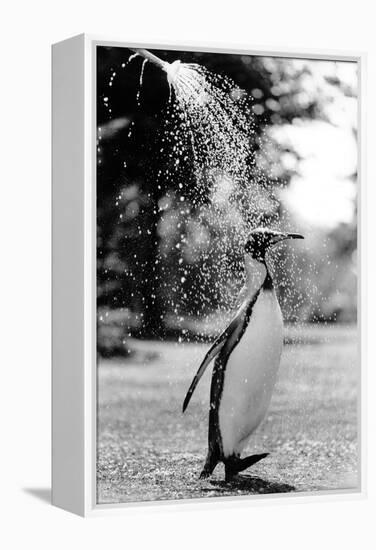 King Penguin Takes a Shower-Associated Newspapers-Framed Stretched Canvas