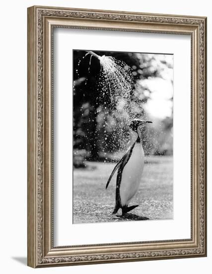 King Penguin Takes a Shower-Associated Newspapers-Framed Photo