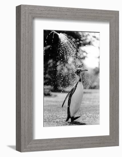King Penguin Takes a Shower-Associated Newspapers-Framed Photo