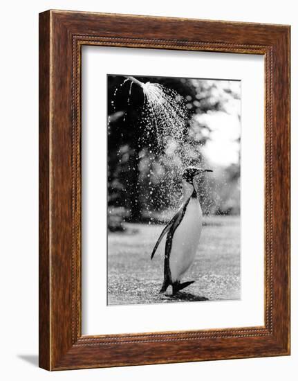 King Penguin Takes a Shower-Associated Newspapers-Framed Photo