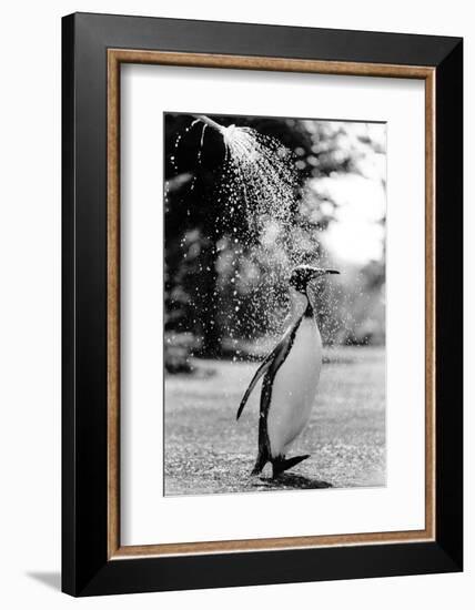 King Penguin Takes a Shower-Associated Newspapers-Framed Photo