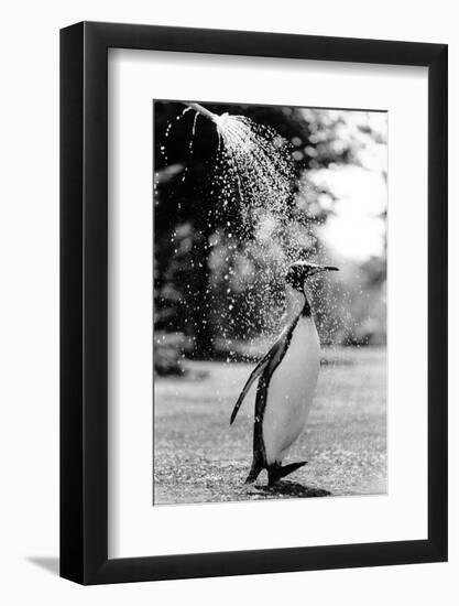 King Penguin Takes a Shower-Associated Newspapers-Framed Photo