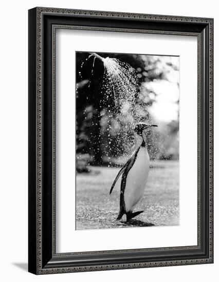 King Penguin Takes a Shower-Associated Newspapers-Framed Photo