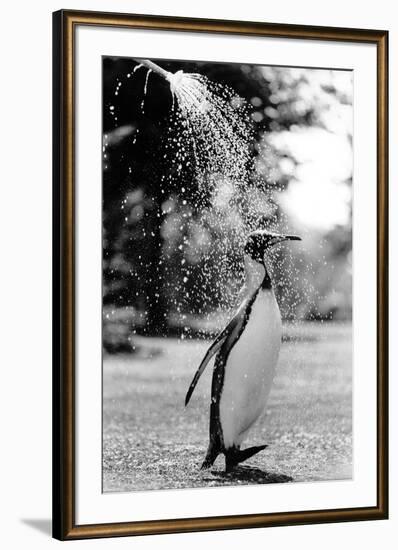 King Penguin Takes a Shower-Associated Newspapers-Framed Photo