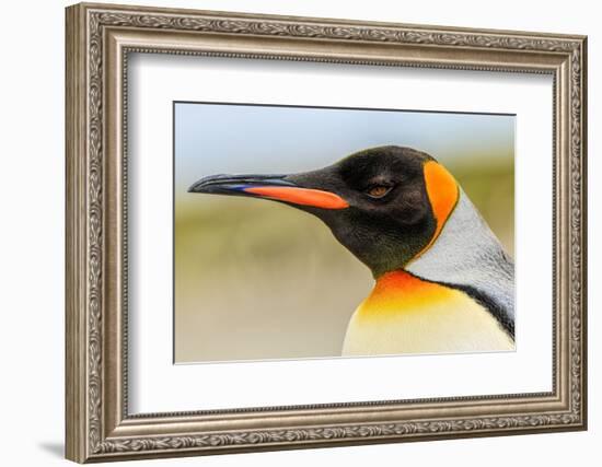 King Penguin, Volunteer Point, East Island, Falkland Islands, Aptenodytes patagonicus-Adam Jones-Framed Photographic Print
