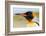 King Penguin, Volunteer Point, East Island, Falkland Islands, Aptenodytes patagonicus-Adam Jones-Framed Photographic Print