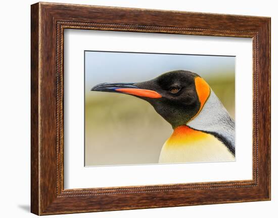 King Penguin, Volunteer Point, East Island, Falkland Islands, Aptenodytes patagonicus-Adam Jones-Framed Photographic Print