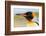 King Penguin, Volunteer Point, East Island, Falkland Islands, Aptenodytes patagonicus-Adam Jones-Framed Photographic Print