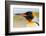 King Penguin, Volunteer Point, East Island, Falkland Islands, Aptenodytes patagonicus-Adam Jones-Framed Photographic Print