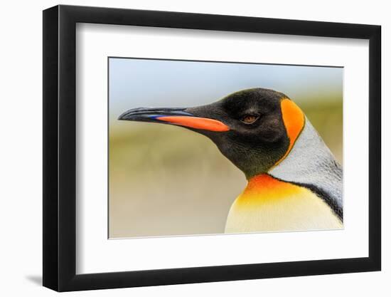 King Penguin, Volunteer Point, East Island, Falkland Islands, Aptenodytes patagonicus-Adam Jones-Framed Photographic Print