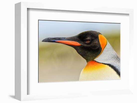 King Penguin, Volunteer Point, East Island, Falkland Islands, Aptenodytes patagonicus-Adam Jones-Framed Photographic Print