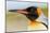 King Penguin, Volunteer Point, East Island, Falkland Islands, Aptenodytes patagonicus-Adam Jones-Mounted Photographic Print