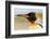 King Penguin, Volunteer Point, East Island, Falkland Islands, Aptenodytes patagonicus-Adam Jones-Framed Photographic Print