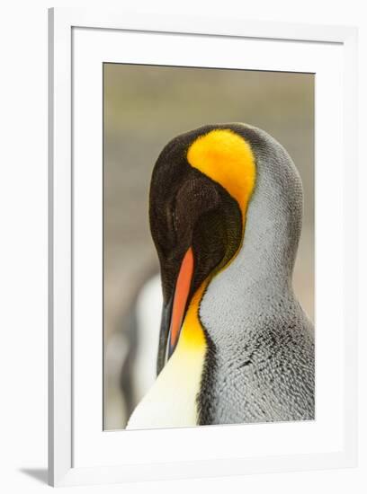 King Penguin, Volunteer Point, East Island, Falkland Islands-Adam Jones-Framed Photographic Print