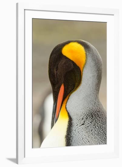 King Penguin, Volunteer Point, East Island, Falkland Islands-Adam Jones-Framed Photographic Print