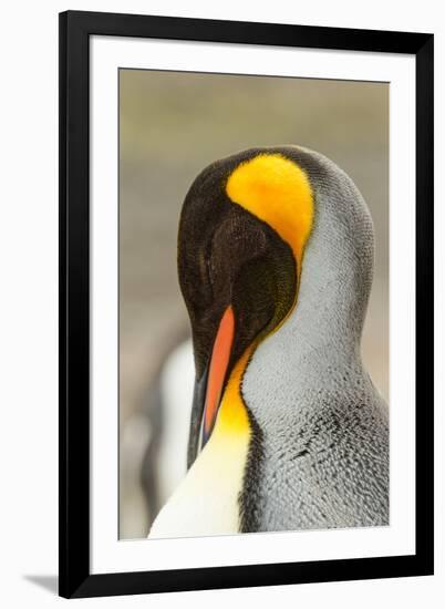 King Penguin, Volunteer Point, East Island, Falkland Islands-Adam Jones-Framed Photographic Print