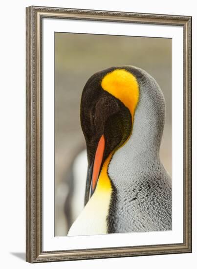 King Penguin, Volunteer Point, East Island, Falkland Islands-Adam Jones-Framed Photographic Print