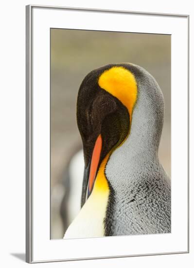 King Penguin, Volunteer Point, East Island, Falkland Islands-Adam Jones-Framed Photographic Print