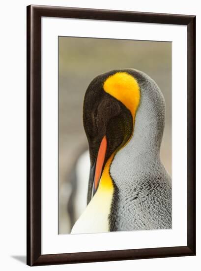 King Penguin, Volunteer Point, East Island, Falkland Islands-Adam Jones-Framed Photographic Print