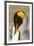 King Penguin, Volunteer Point, East Island, Falkland Islands-Adam Jones-Framed Photographic Print