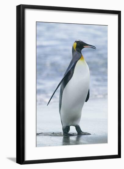 King Penguin Walking on Beach-DLILLC-Framed Photographic Print