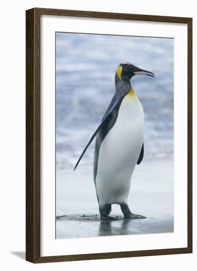 King Penguin Walking on Beach-DLILLC-Framed Photographic Print