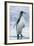 King Penguin Walking on Beach-DLILLC-Framed Photographic Print