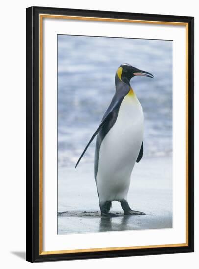 King Penguin Walking on Beach-DLILLC-Framed Photographic Print