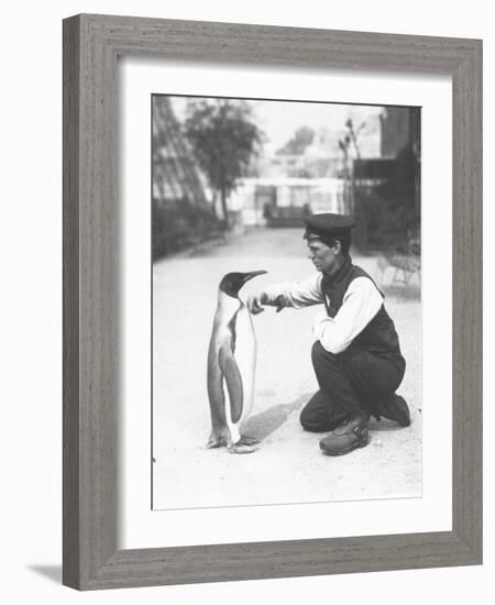 King Penguin, with Keeper Harry Munro, 1914-Frederick William Bond-Framed Photographic Print