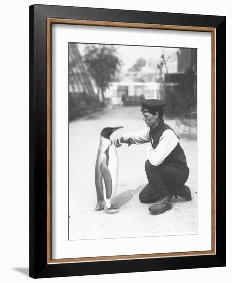 King Penguin, with Keeper Harry Munro, 1914-Frederick William Bond-Framed Photographic Print