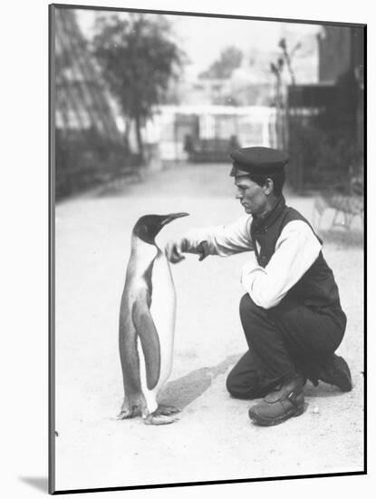 King Penguin, with Keeper Harry Munro, 1914-Frederick William Bond-Mounted Photographic Print