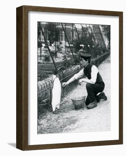 King Penguin-Frederick William Bond-Framed Giclee Print
