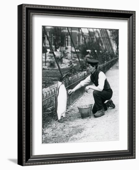 King Penguin-Frederick William Bond-Framed Giclee Print