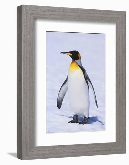 King Penguin-DLILLC-Framed Photographic Print