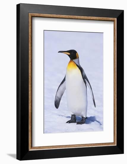 King Penguin-DLILLC-Framed Photographic Print