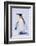 King Penguin-DLILLC-Framed Photographic Print