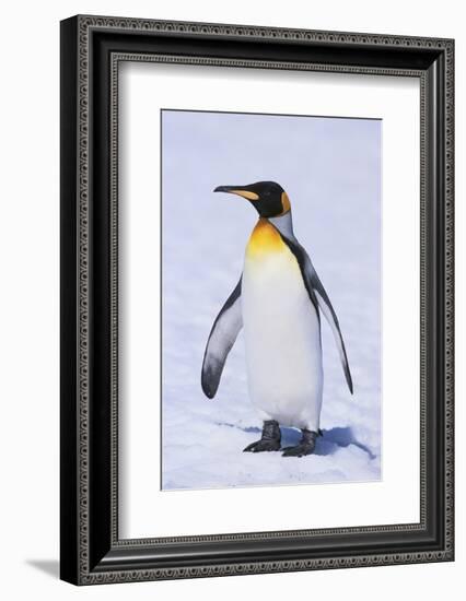 King Penguin-DLILLC-Framed Photographic Print