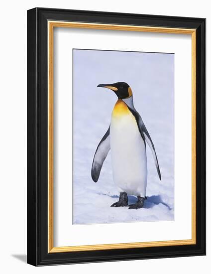 King Penguin-DLILLC-Framed Photographic Print