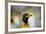 King Penguin-DLILLC-Framed Photographic Print