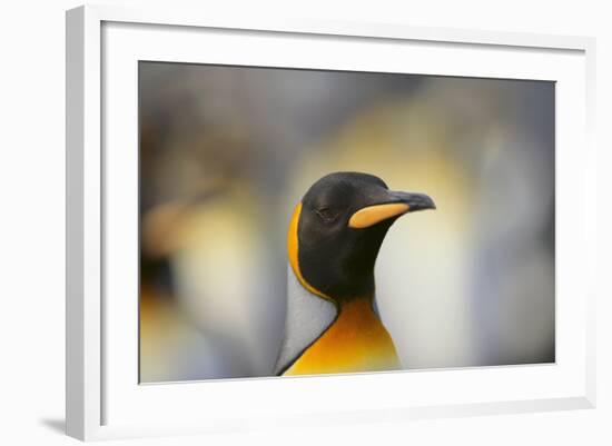 King Penguin-DLILLC-Framed Photographic Print